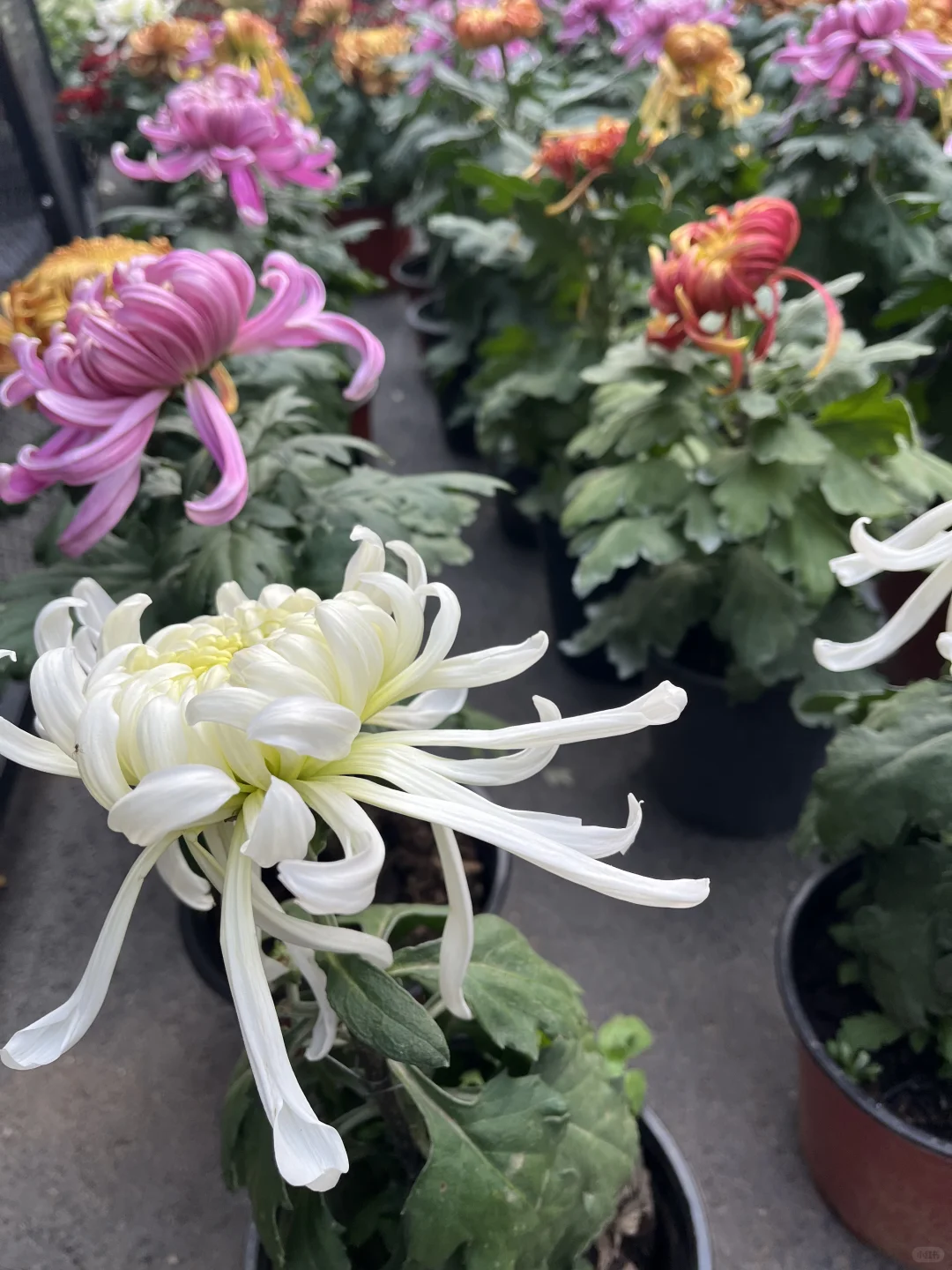 来看看水上公园菊花展,免费?