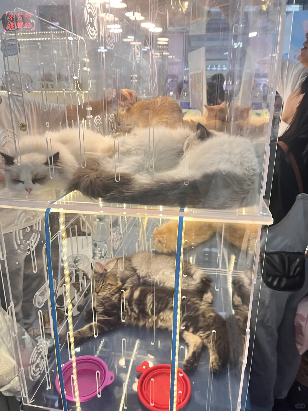 讲真的 宠物展不太好逛