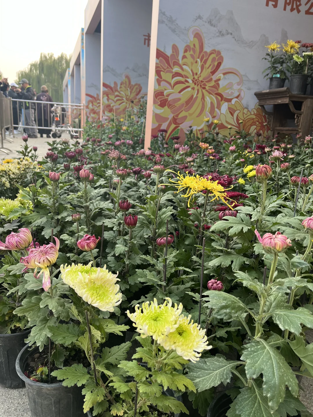来看看水上公园菊花展,免费?