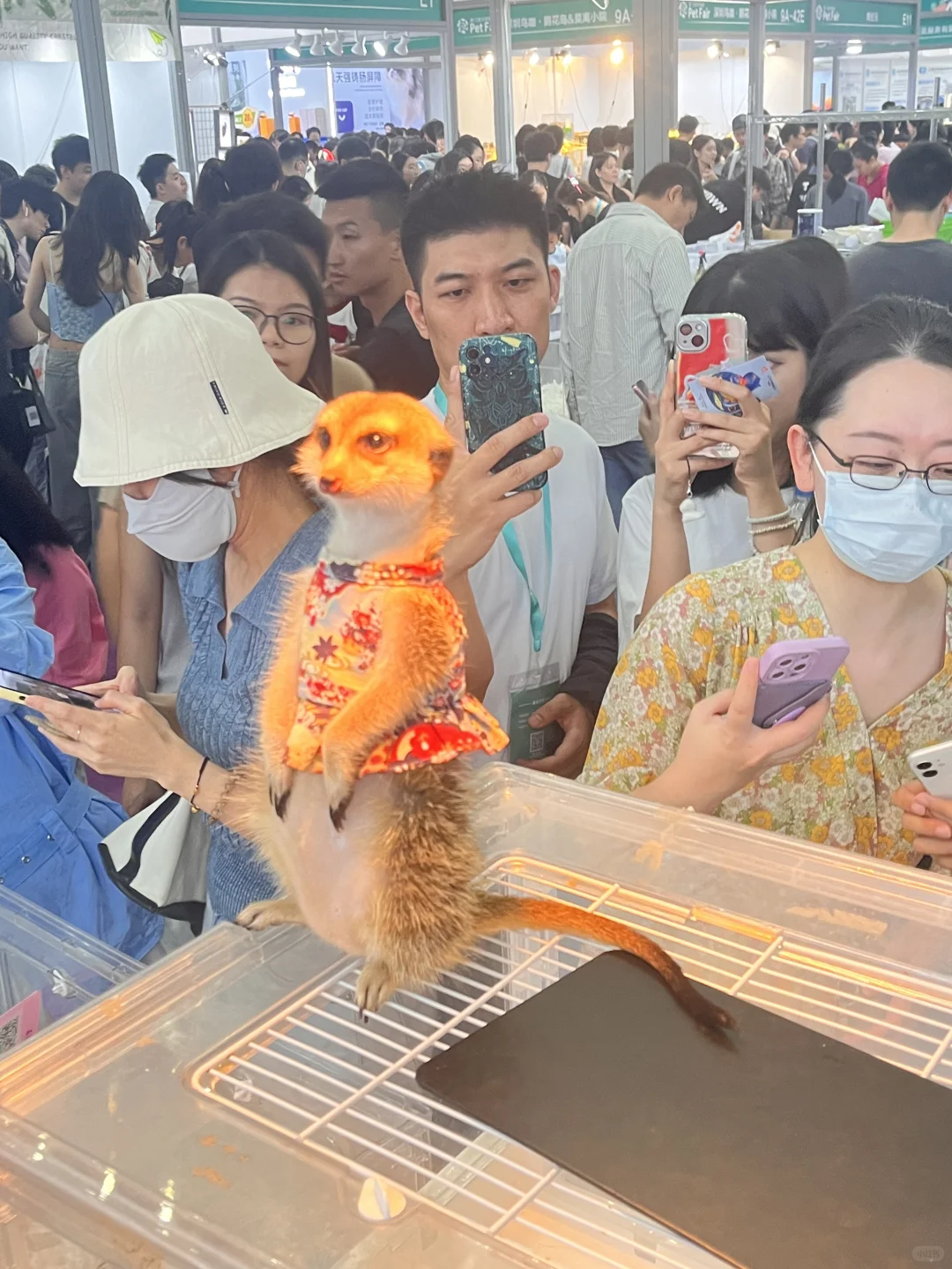 讲真的 宠物展不太好逛