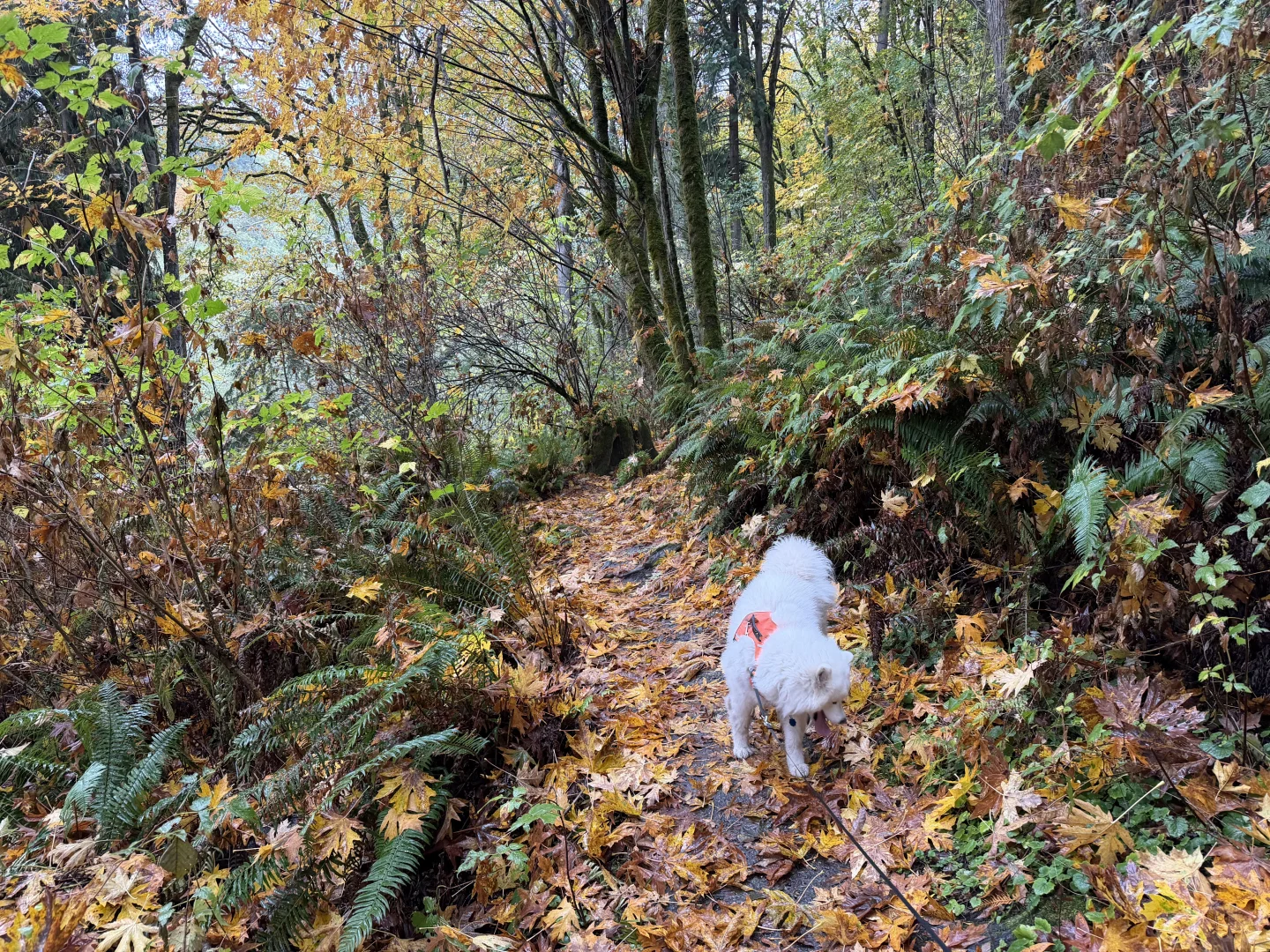 Japenese Gulch Loop Trail