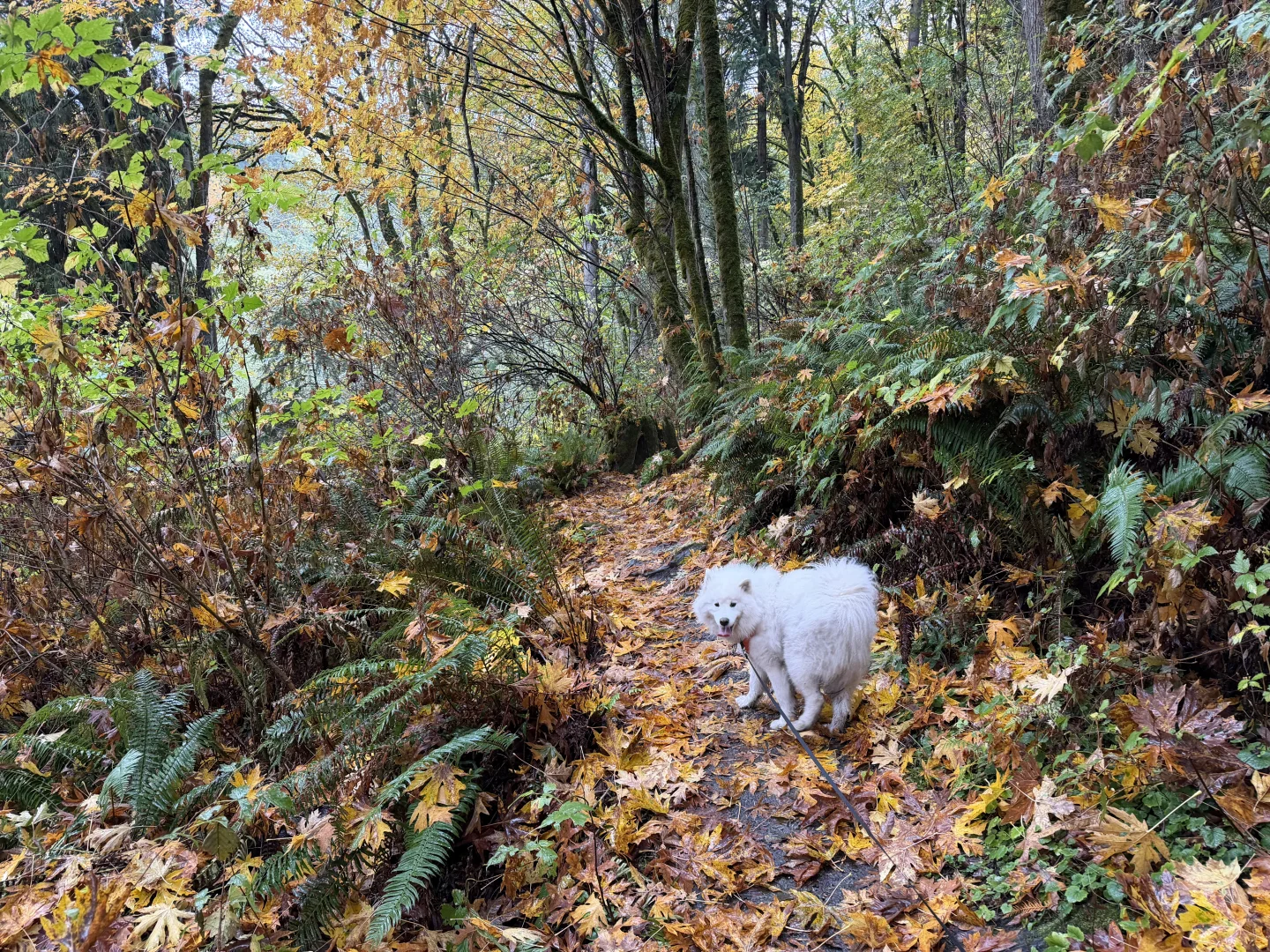 Japenese Gulch Loop Trail