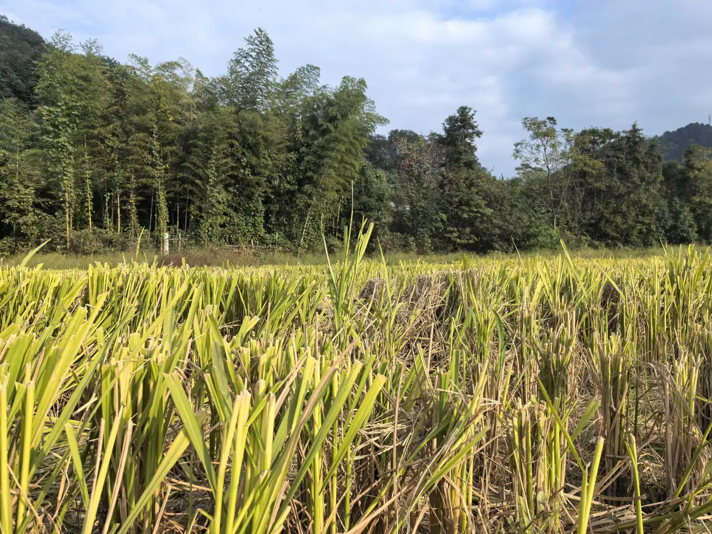诸暨王村柿子节半日游