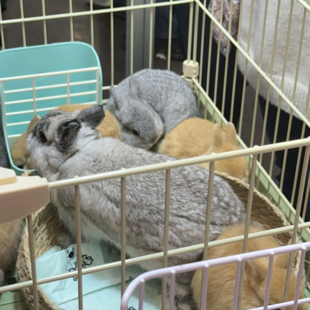 郑州宠物展真实体验