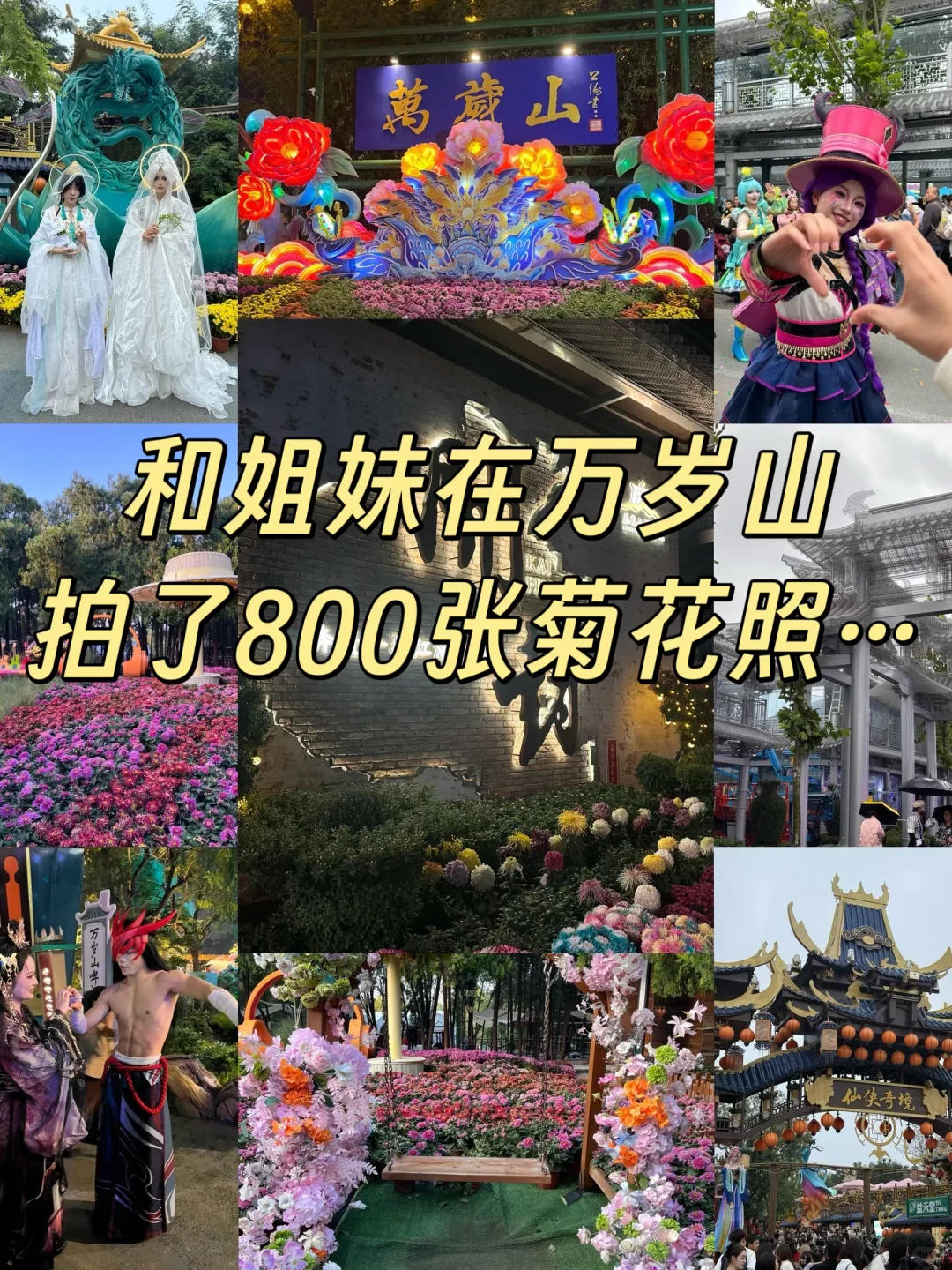 和姐妹在万岁山拍了800张菊花照…