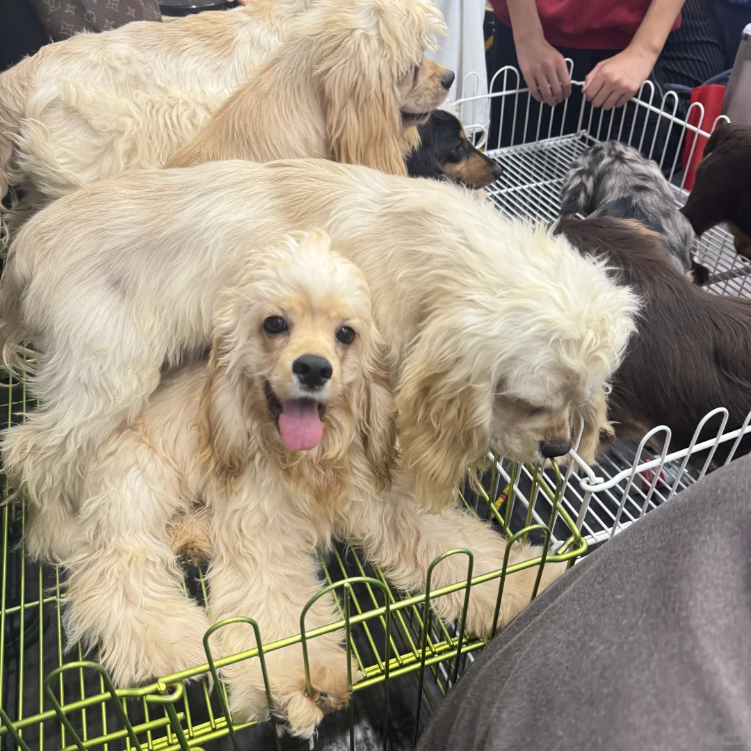 郑州宠物展真实体验