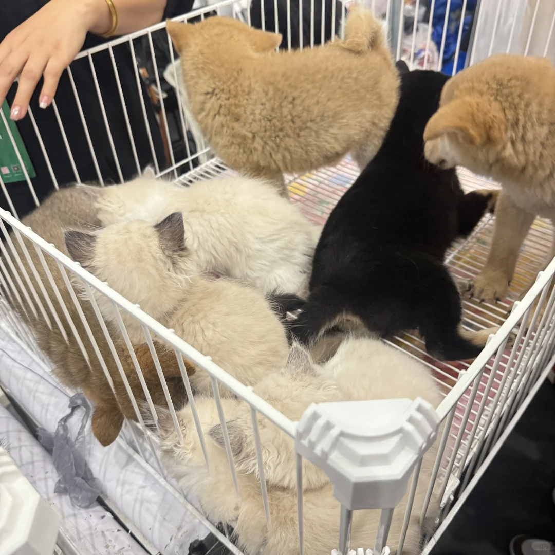 郑州宠物展真实体验