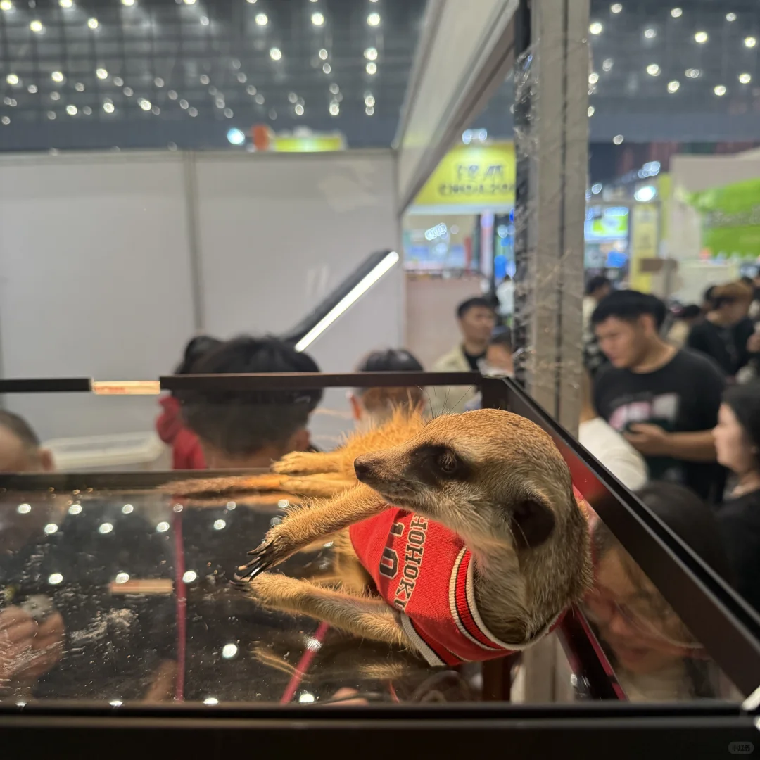 郑州宠物展真实体验