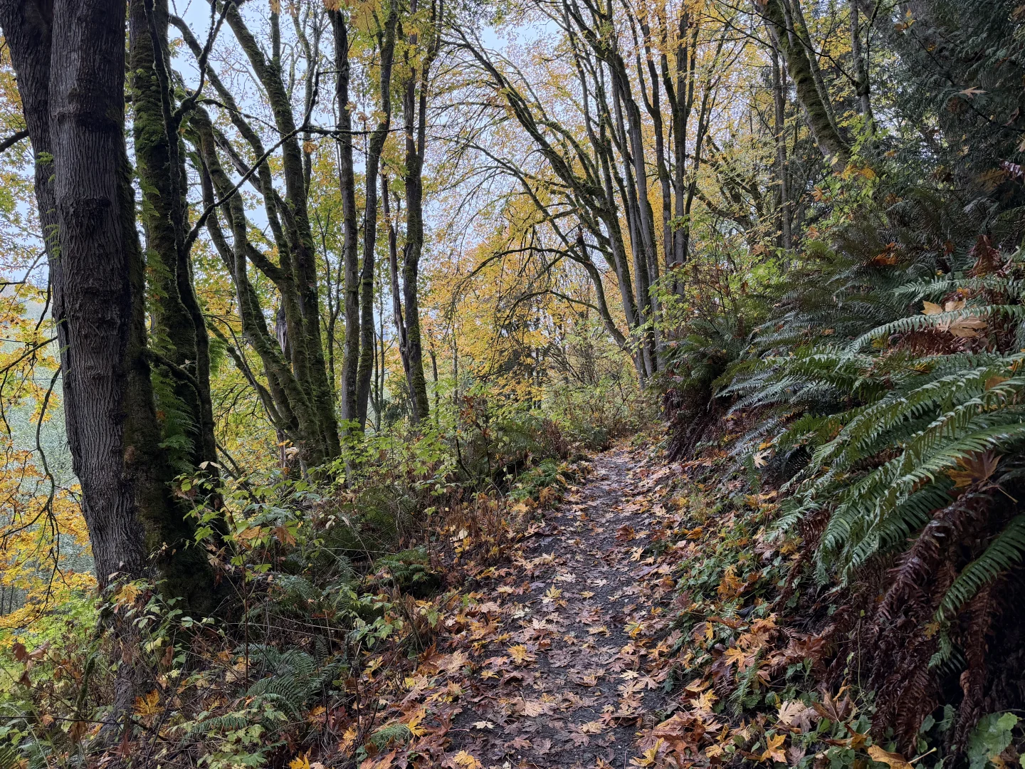 Japenese Gulch Loop Trail