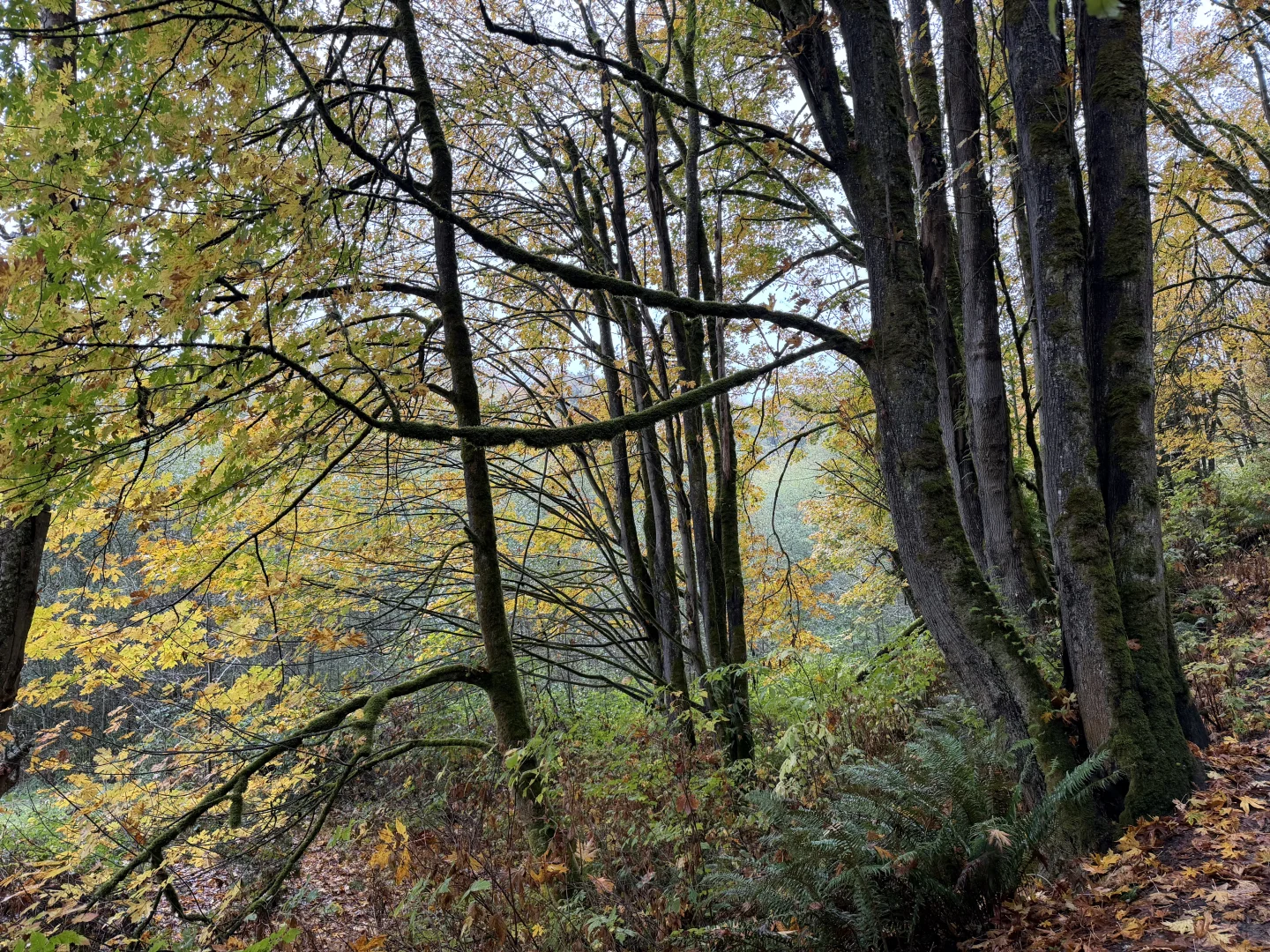 Japenese Gulch Loop Trail