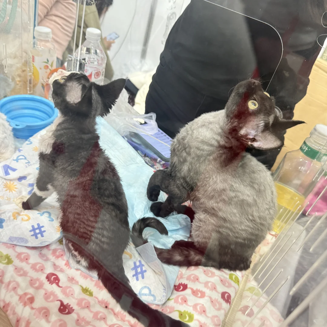 郑州宠物展真实体验