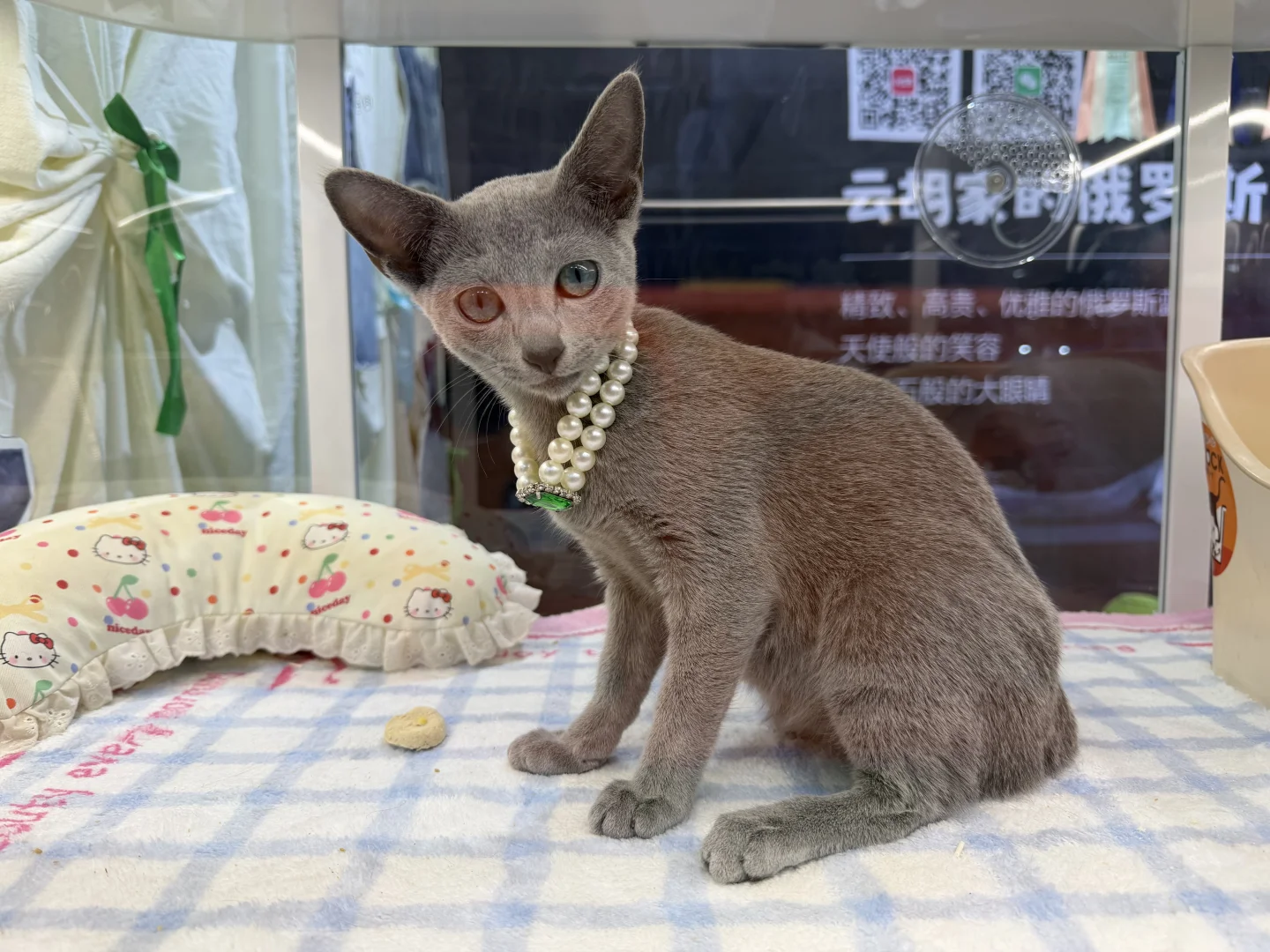 Upet 有宠生活展 2025 闲逛~