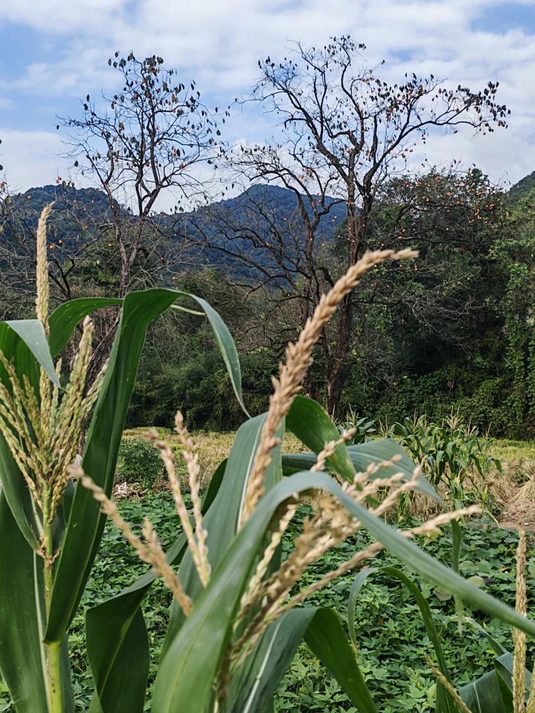 诸暨王村柿子节半日游