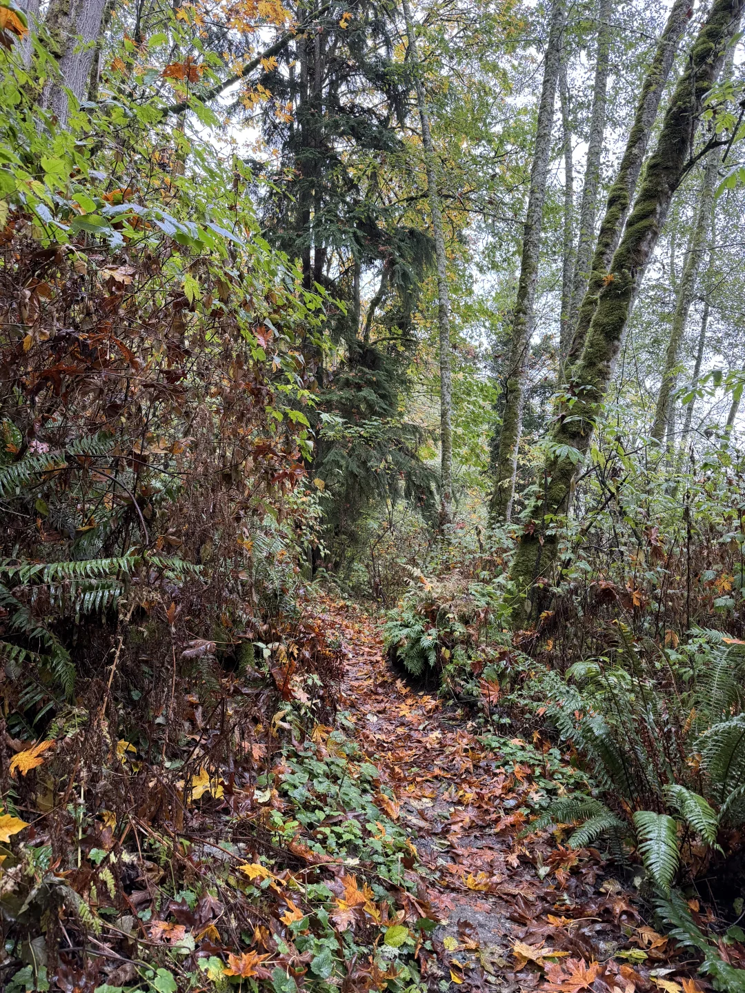 Japenese Gulch Loop Trail