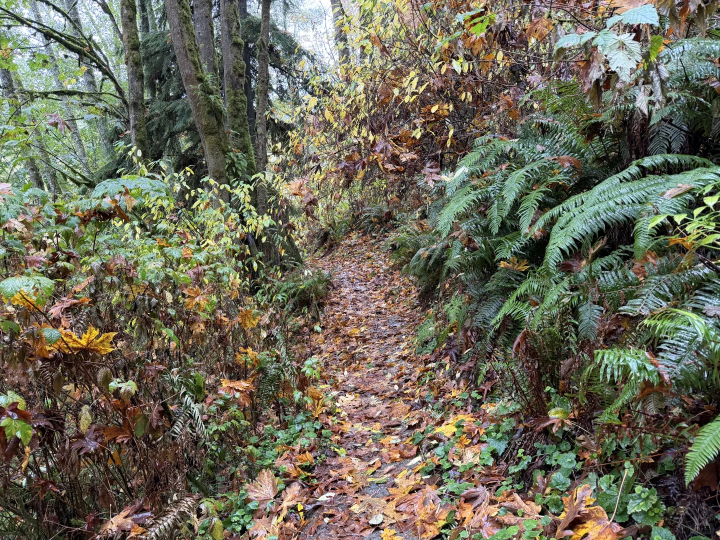 Japenese Gulch Loop Trail
