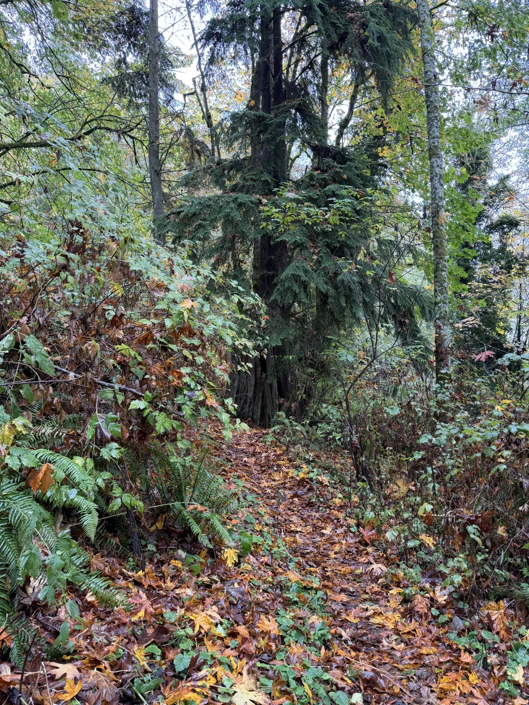 Japenese Gulch Loop Trail