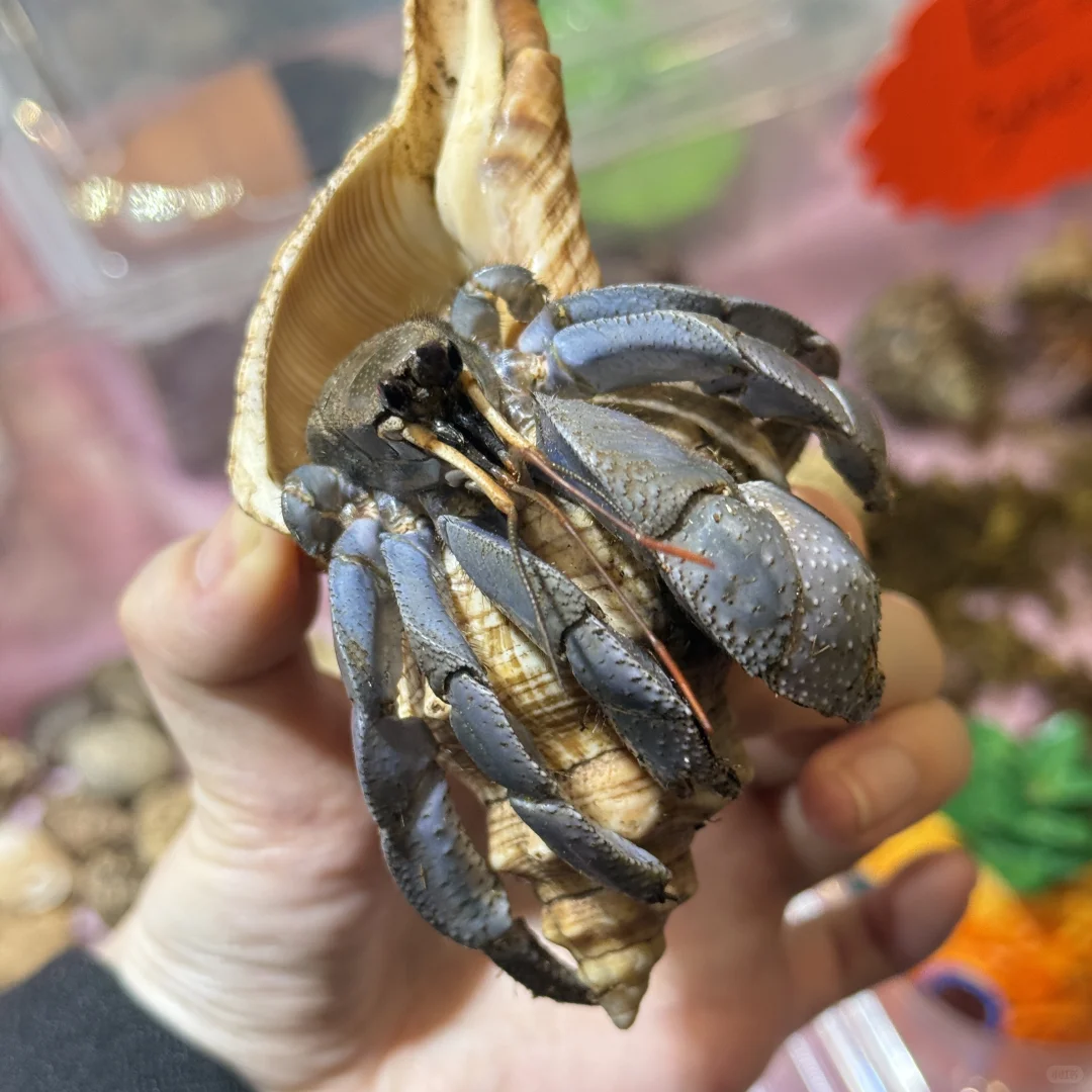 郑州宠物展真实体验