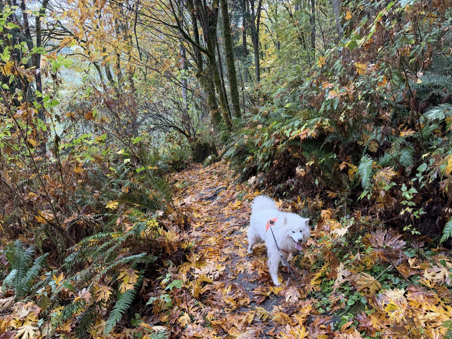 Japenese Gulch Loop Trail