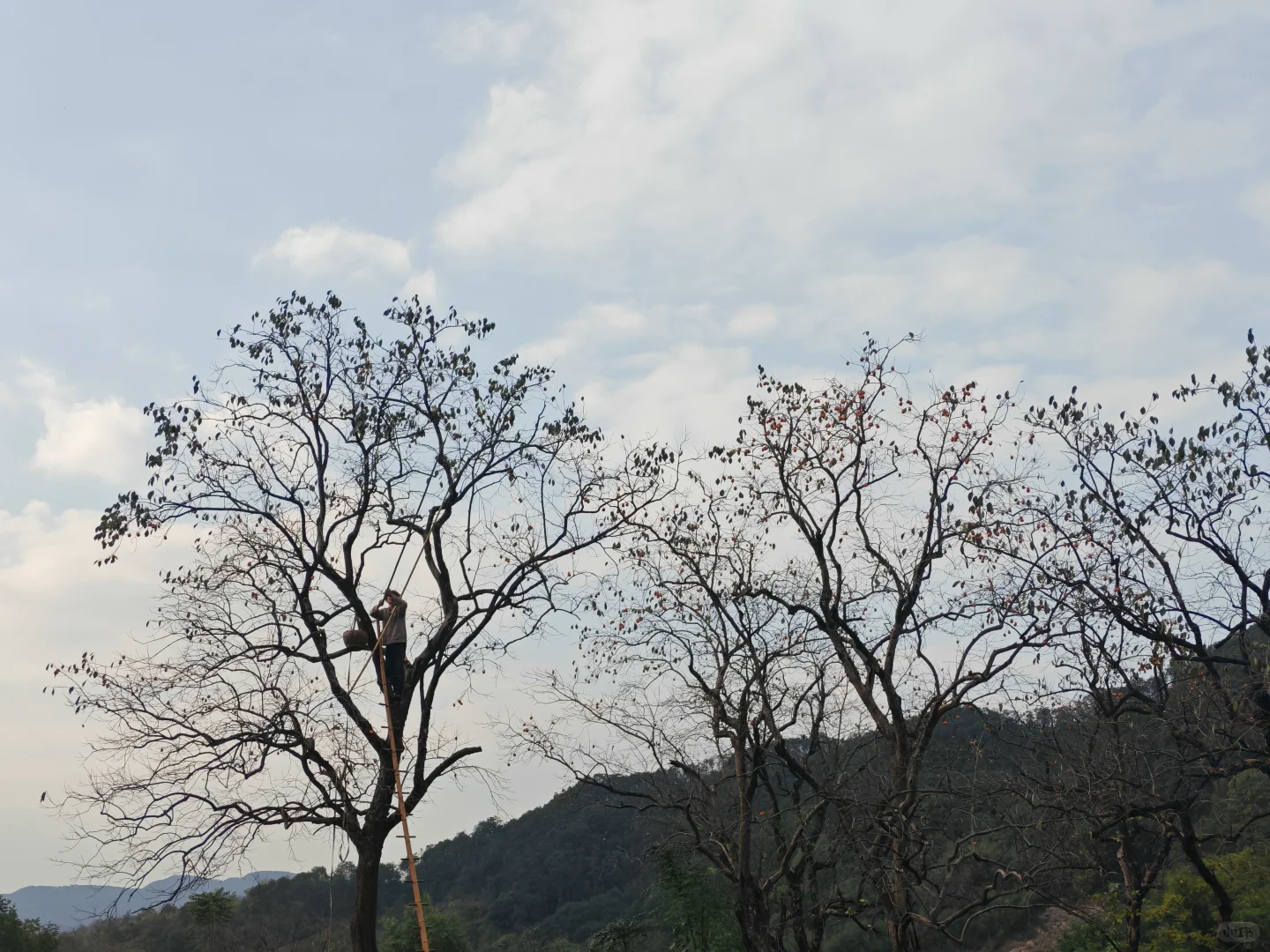 诸暨王村柿子节半日游