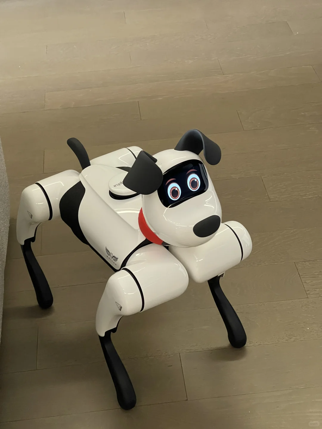 斥资买的机器狗！AI走进我的家哈哈?