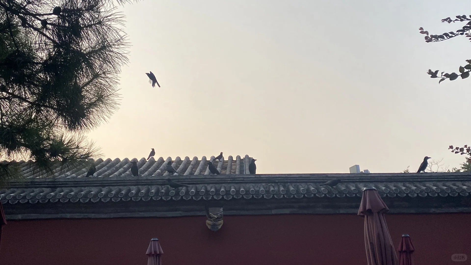 故宫里的乌鸦