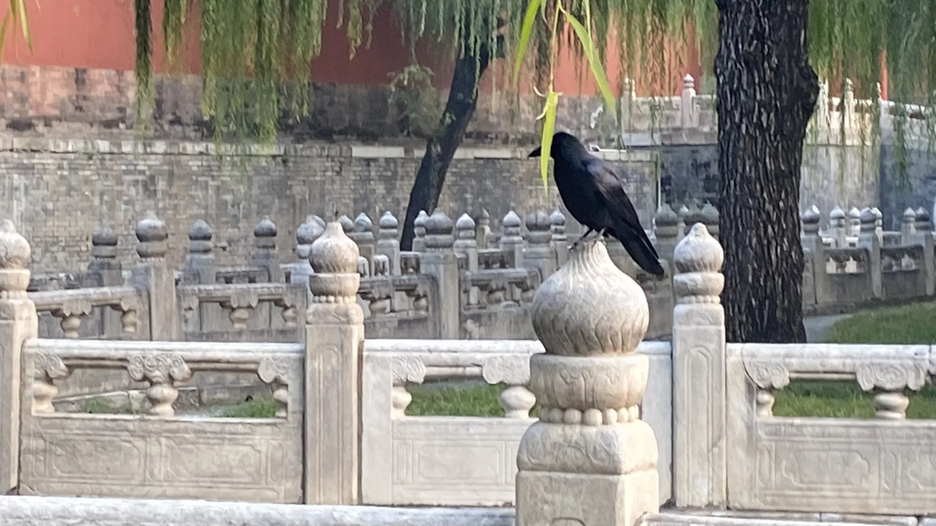 故宫里的乌鸦