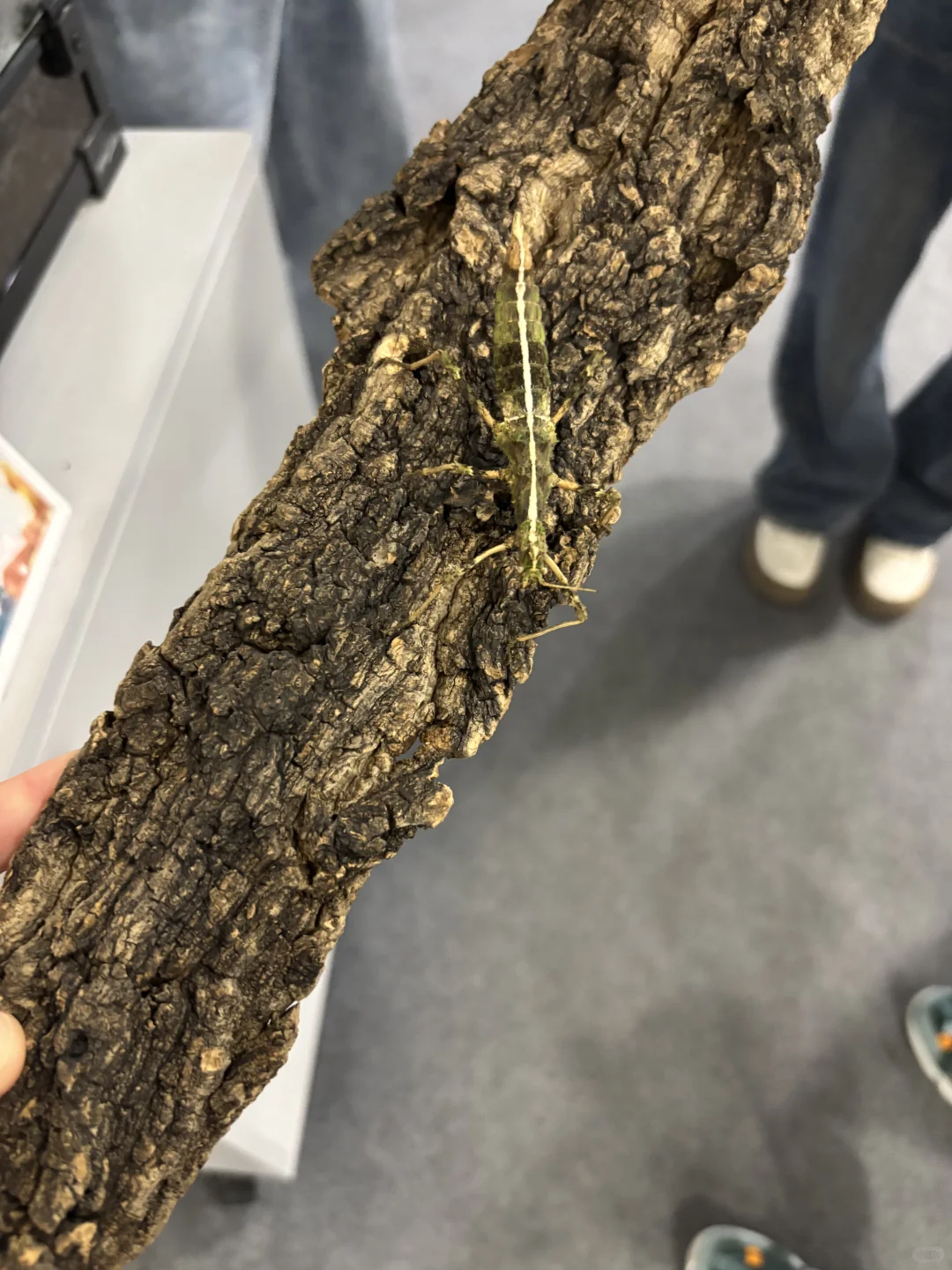 带三岁小朋友来参观石家庄活体昆虫博物馆啦