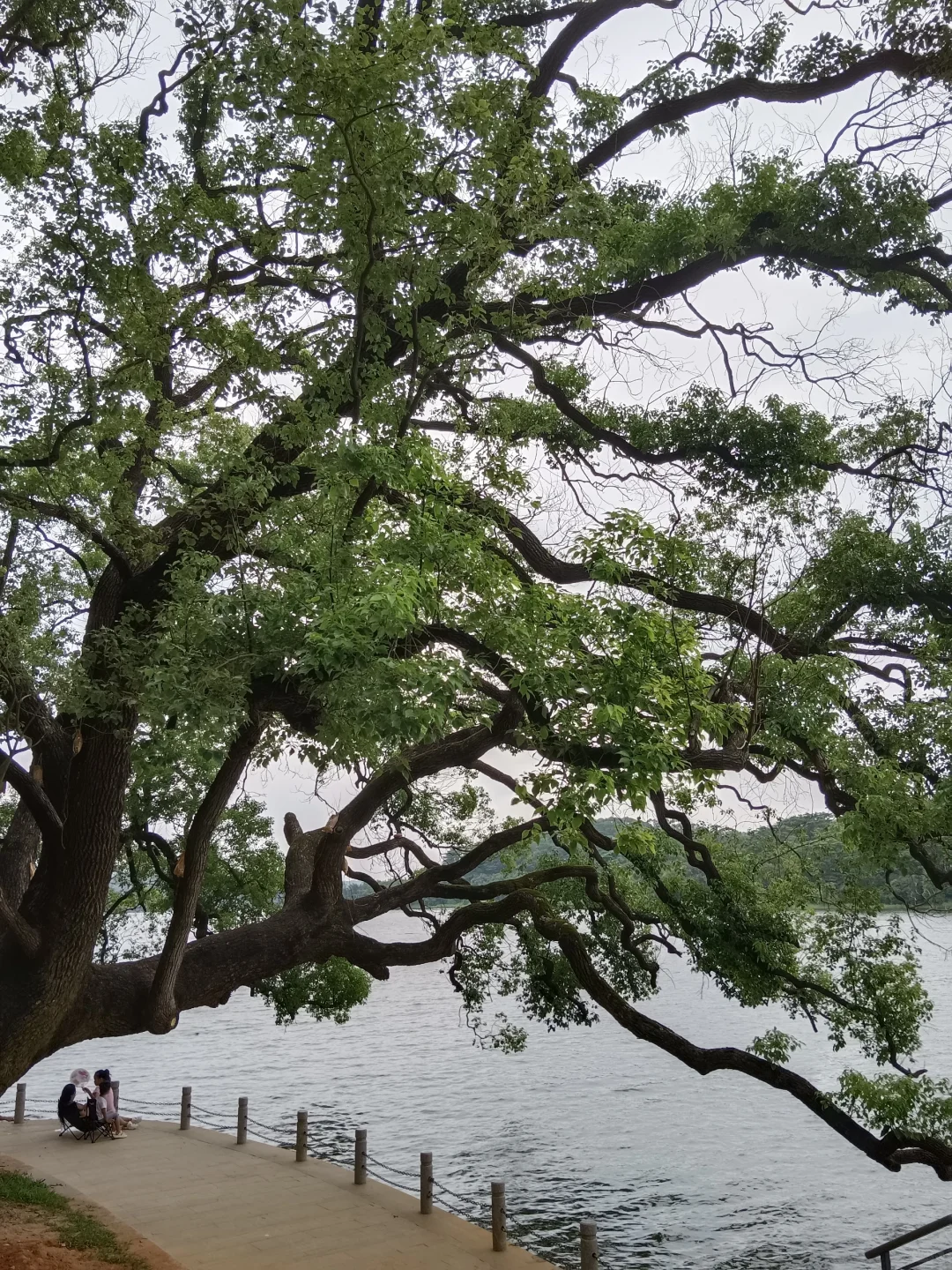 如果你是黎里,会捡起那片鲜血淋漓的玻璃吗