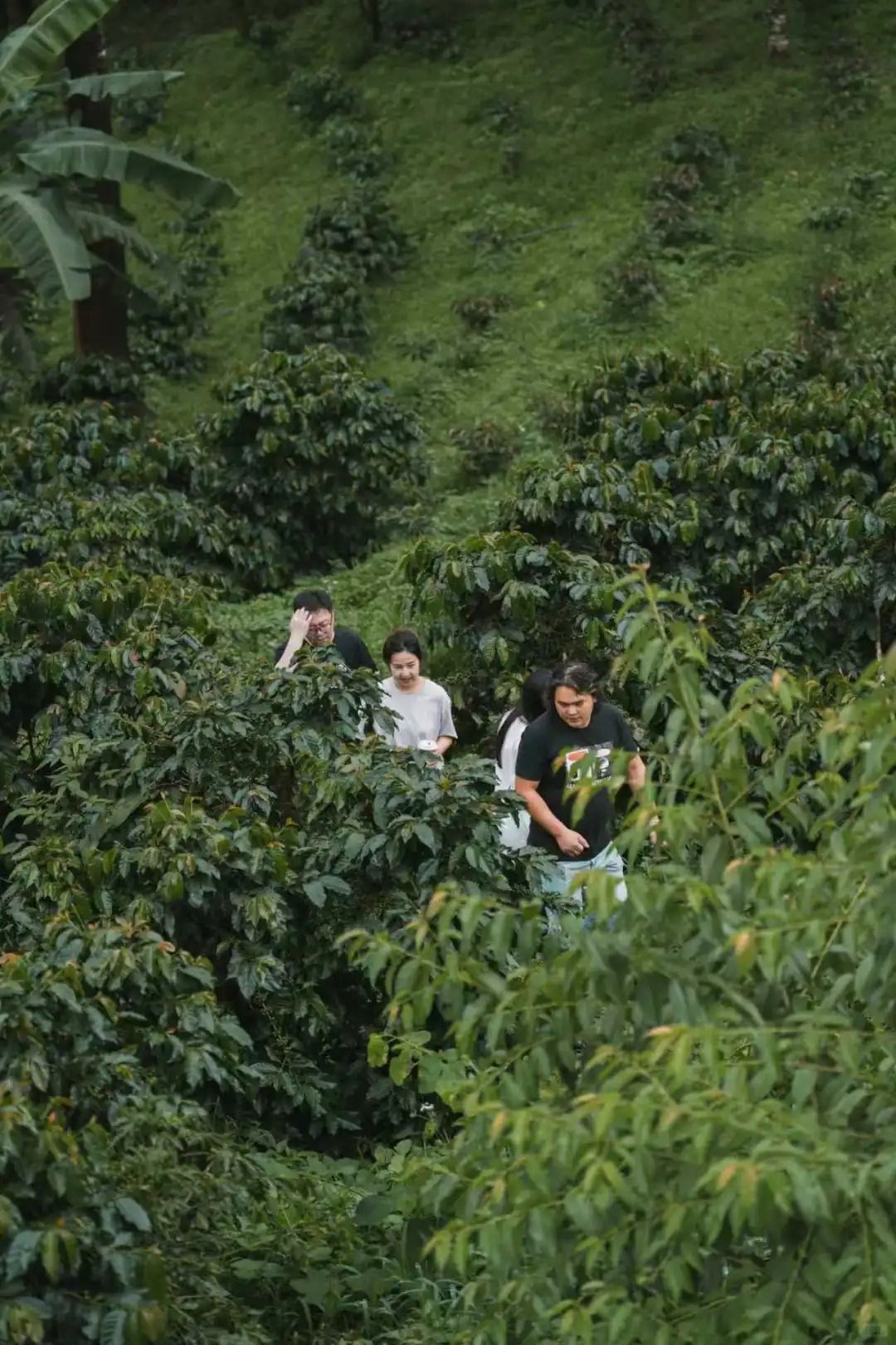 炬点生豆加工处理课