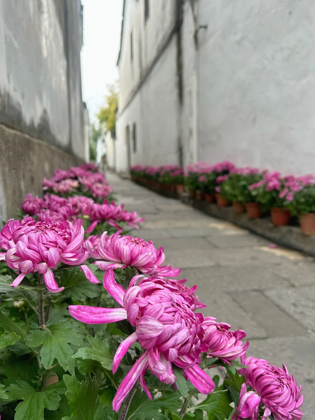 2025杭州拱宸桥菊花展来了‼️附攻略