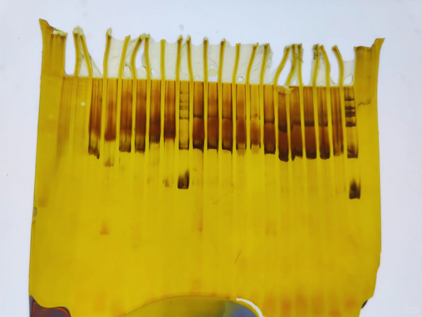 有大佬知道这张电泳图为什么会这样？