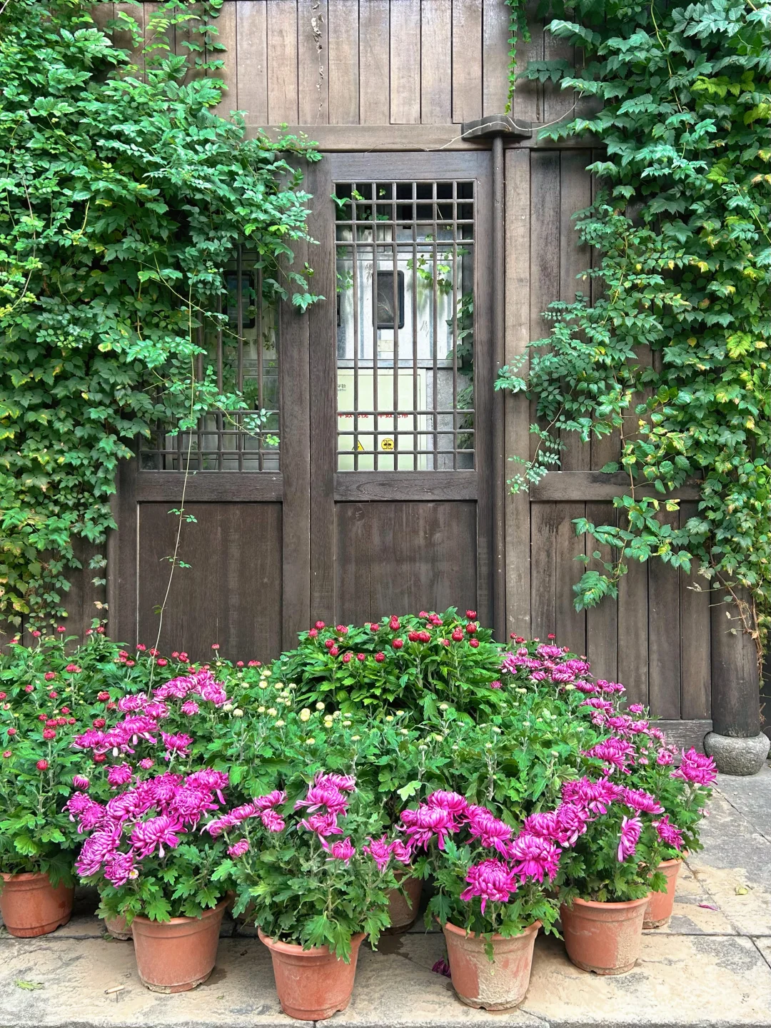 2025杭州拱宸桥菊花展来了‼️附攻略