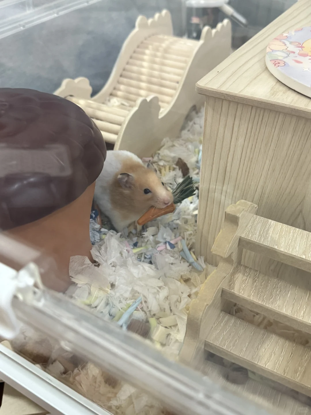 一定要给鼠鼠安排它最爱的挖掘盒玩