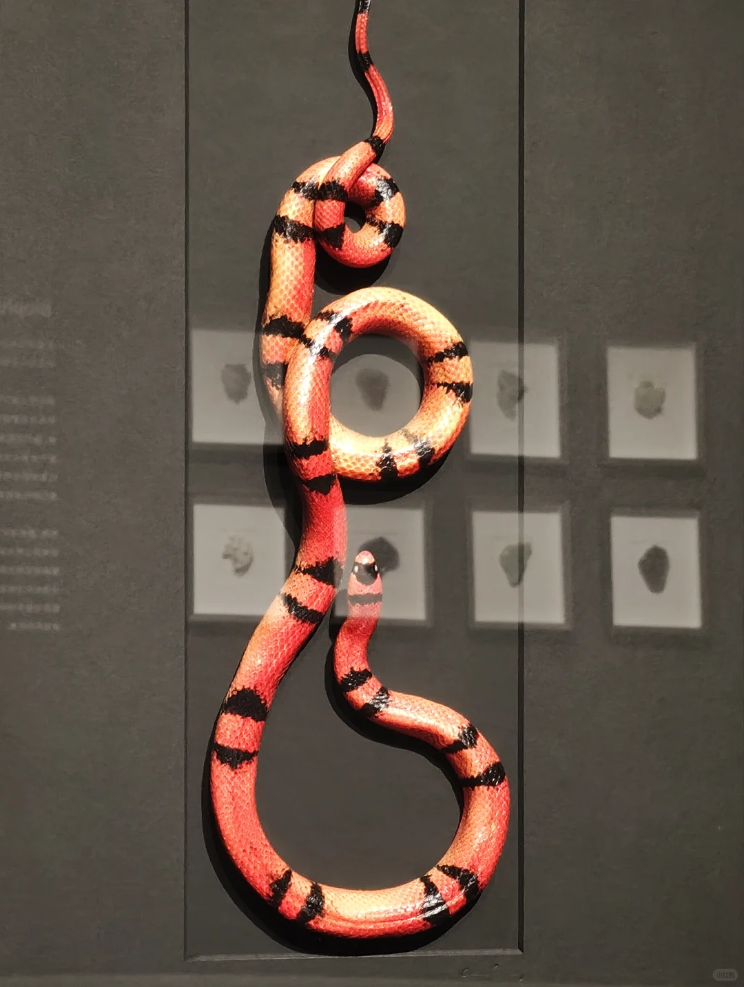 武汉看展闯进蓝紫色蝴蝶隧道!自然与