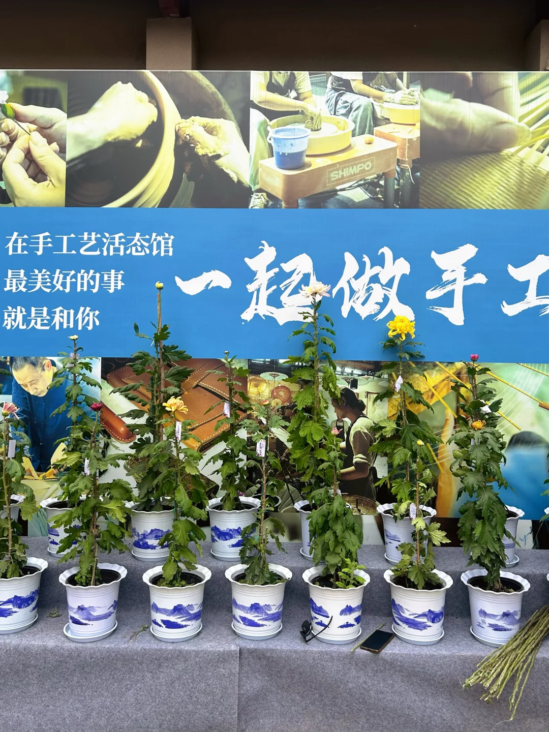 2025杭州拱宸桥菊花展来了‼️附攻略