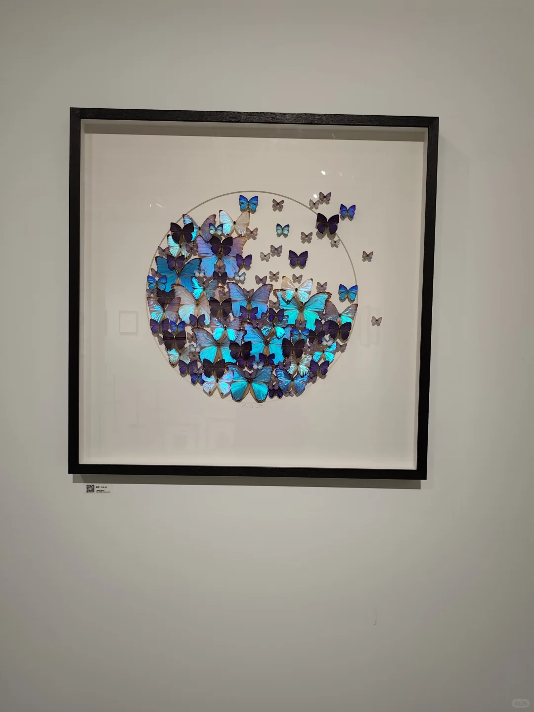 武汉看展闯进蓝紫色蝴蝶隧道!自然与