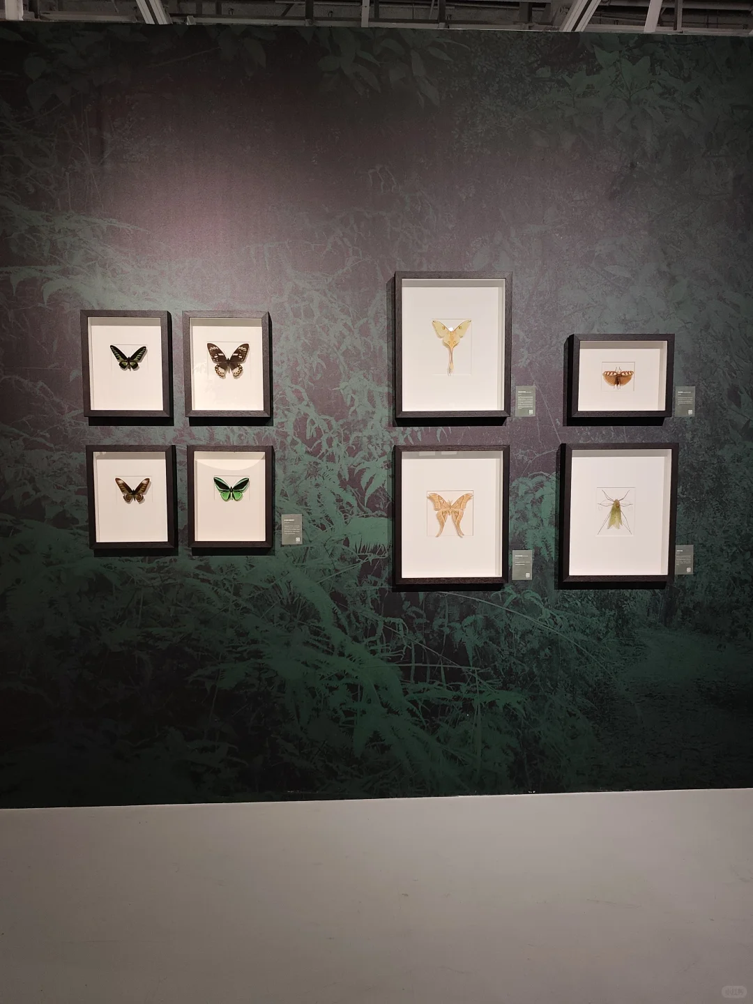 武汉看展闯进蓝紫色蝴蝶隧道!自然与