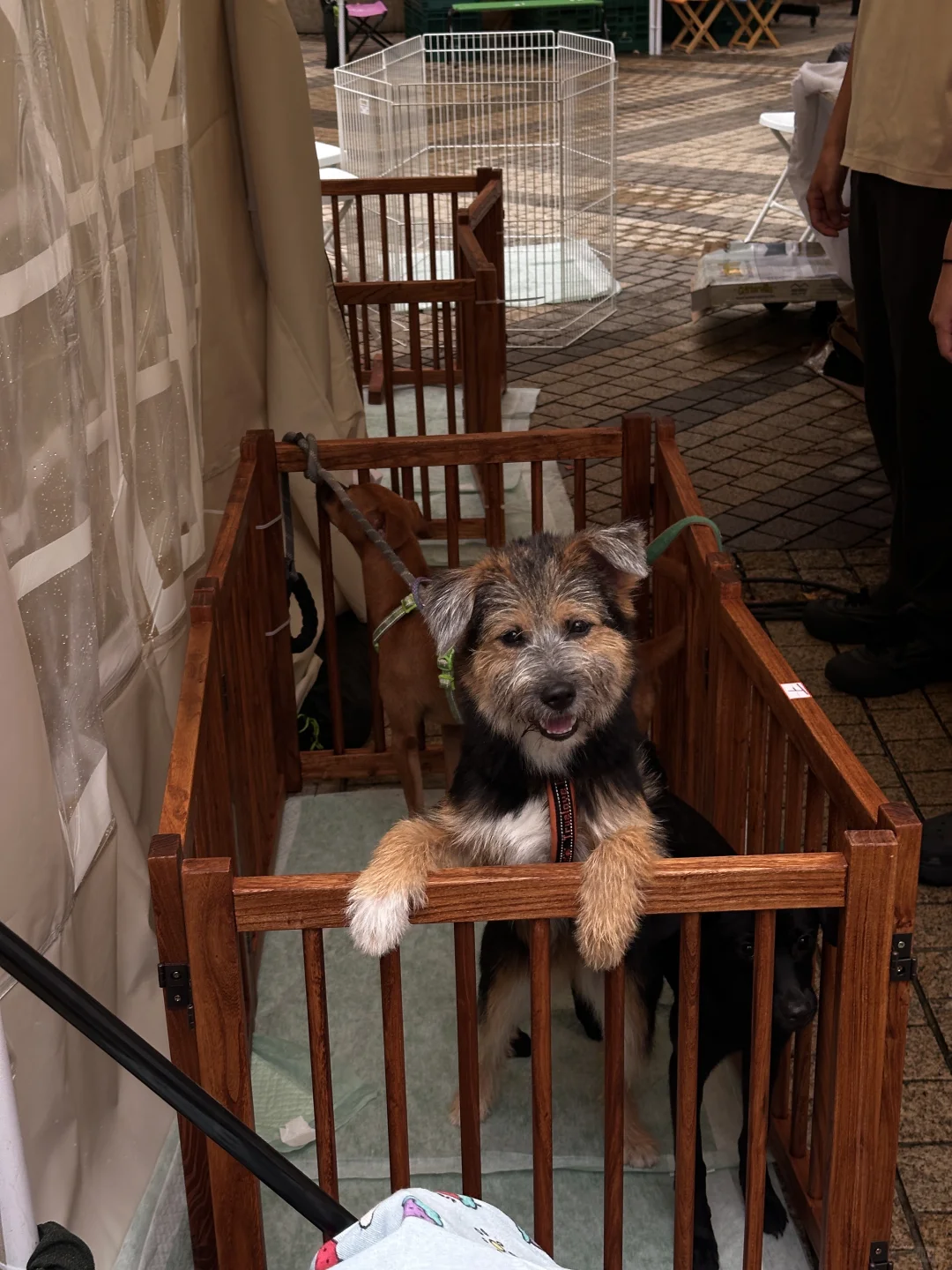 我在安高若运动展 根本停不下来