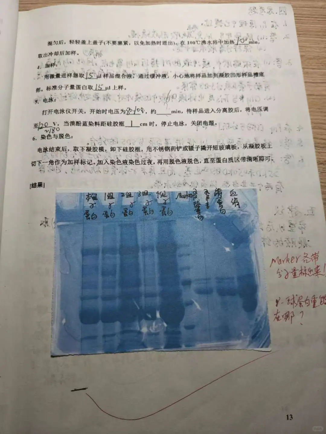 生物化学实验报告SDS-聚丙烯酰胺凝胶电泳