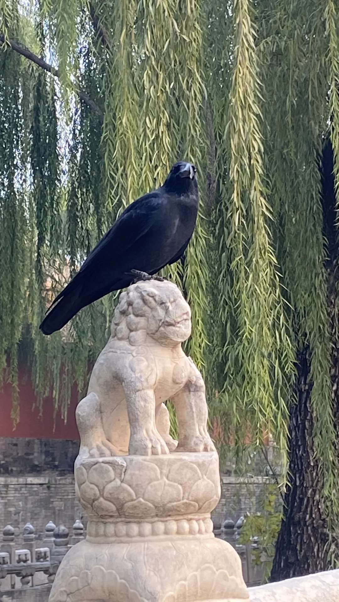 故宫里的乌鸦