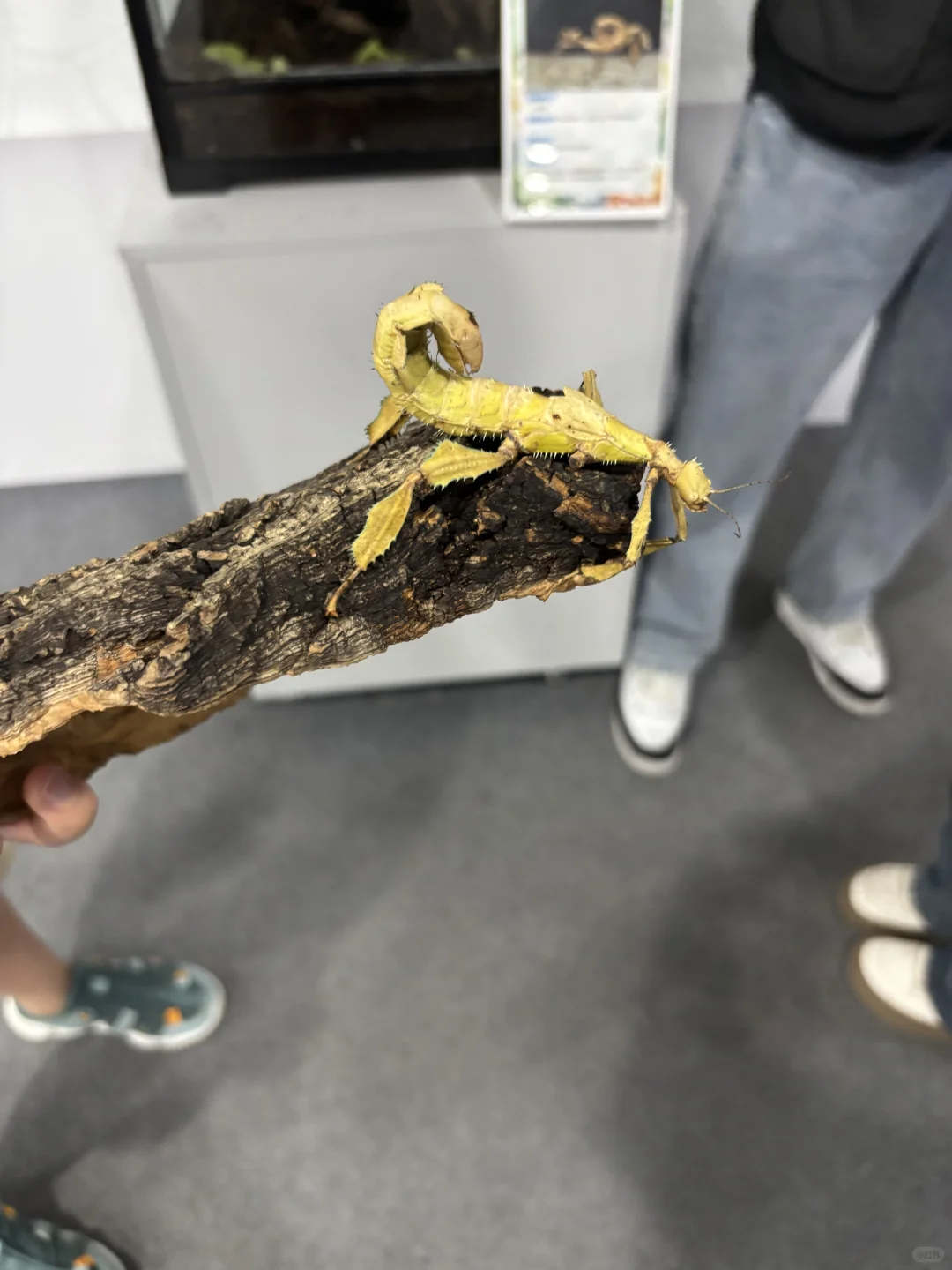 带三岁小朋友来参观石家庄活体昆虫博物馆啦