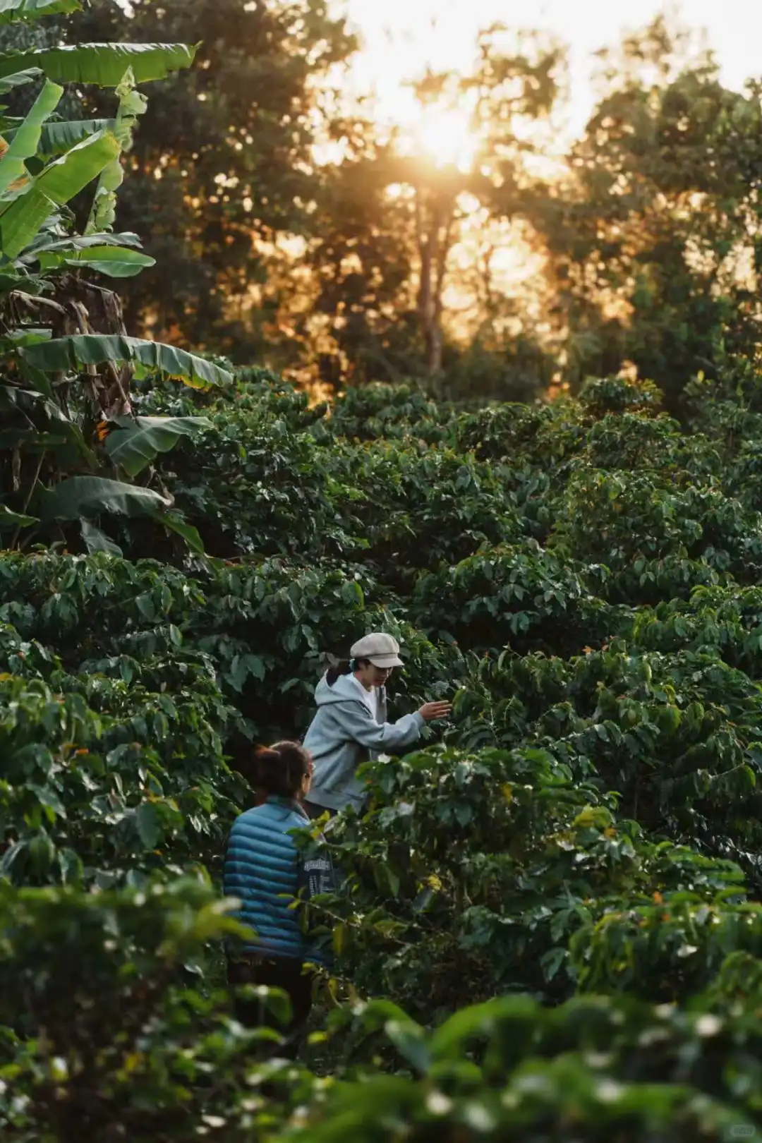 炬点生豆加工处理课