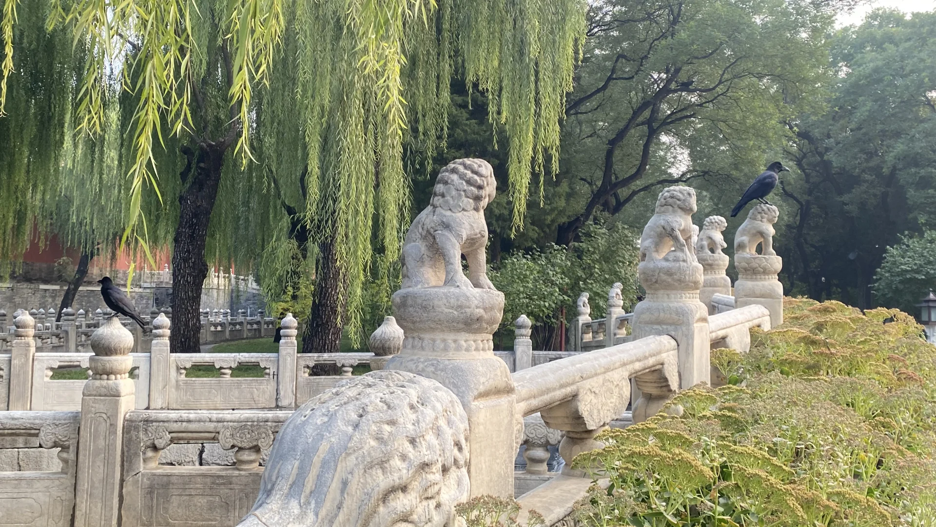 故宫里的乌鸦