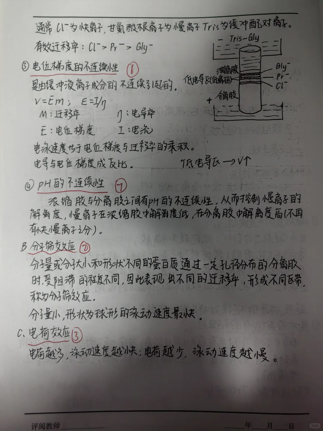 聚丙烯酰胺凝胶电泳分离血清蛋白