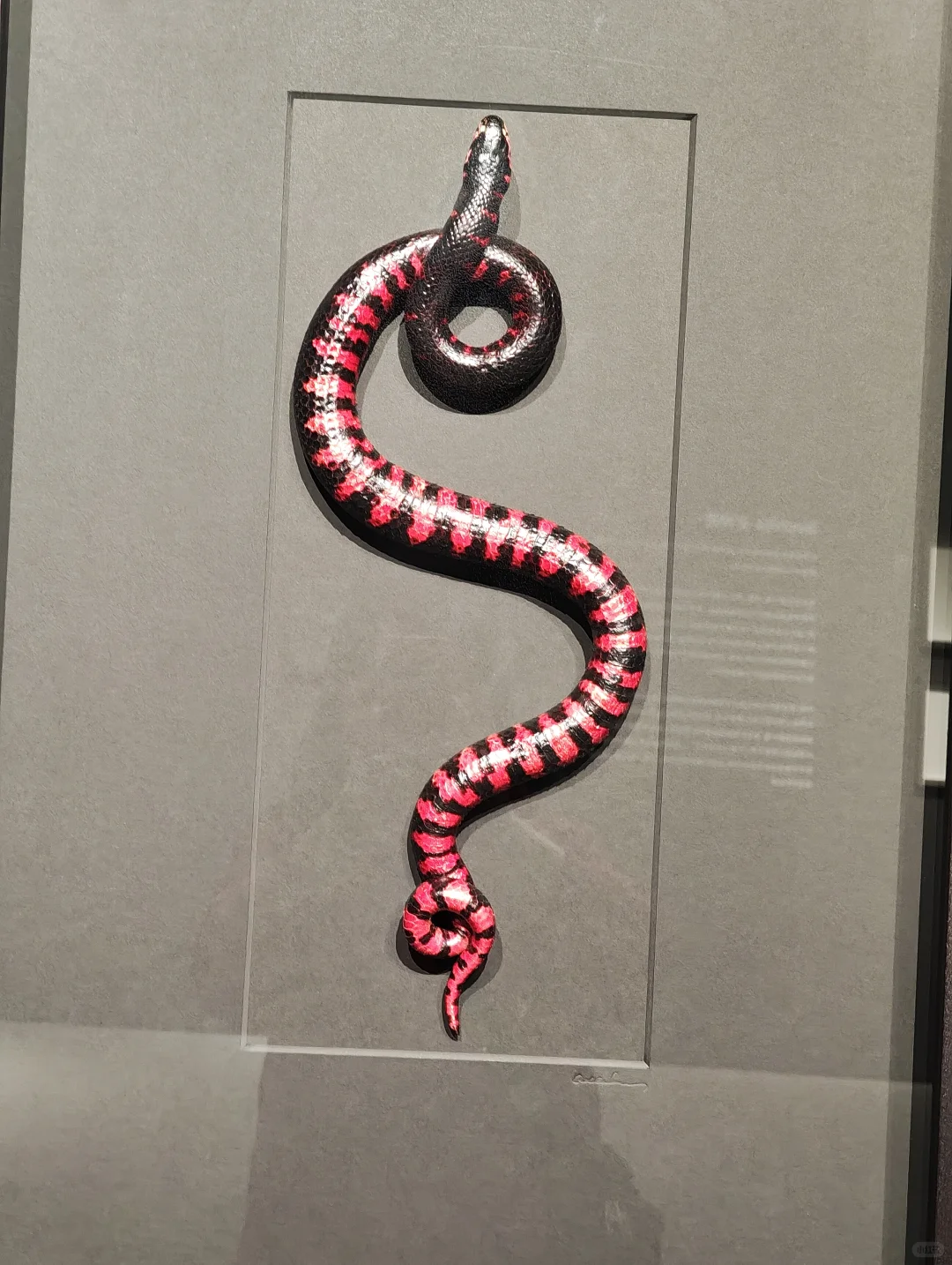武汉看展闯进蓝紫色蝴蝶隧道!自然与