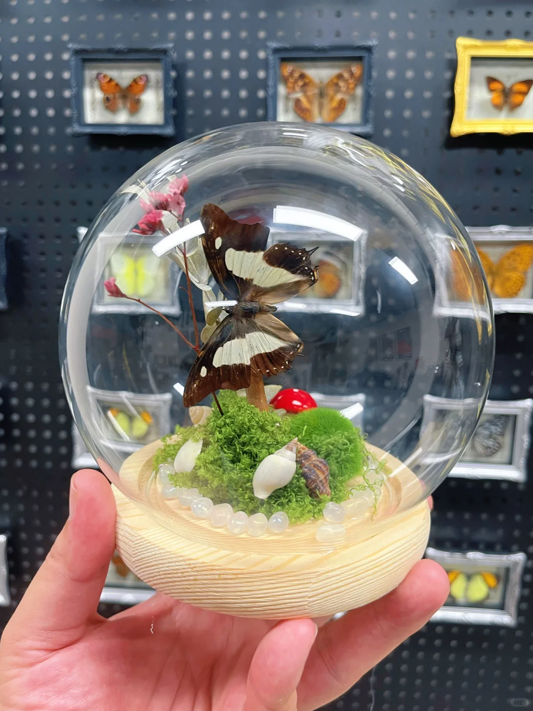 海口首展|万物生大型动物标本展,重磅来袭!