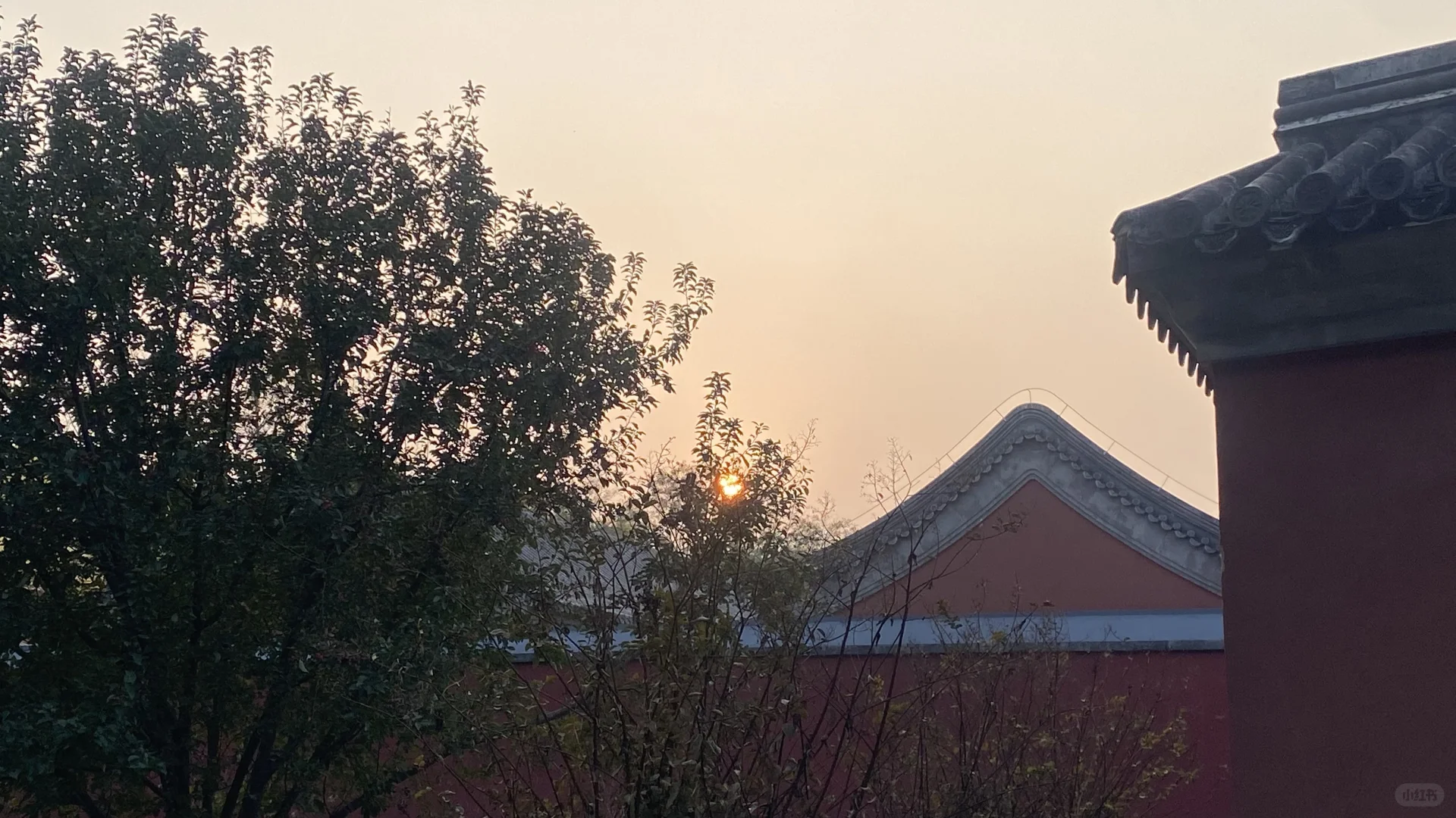 故宫里的乌鸦