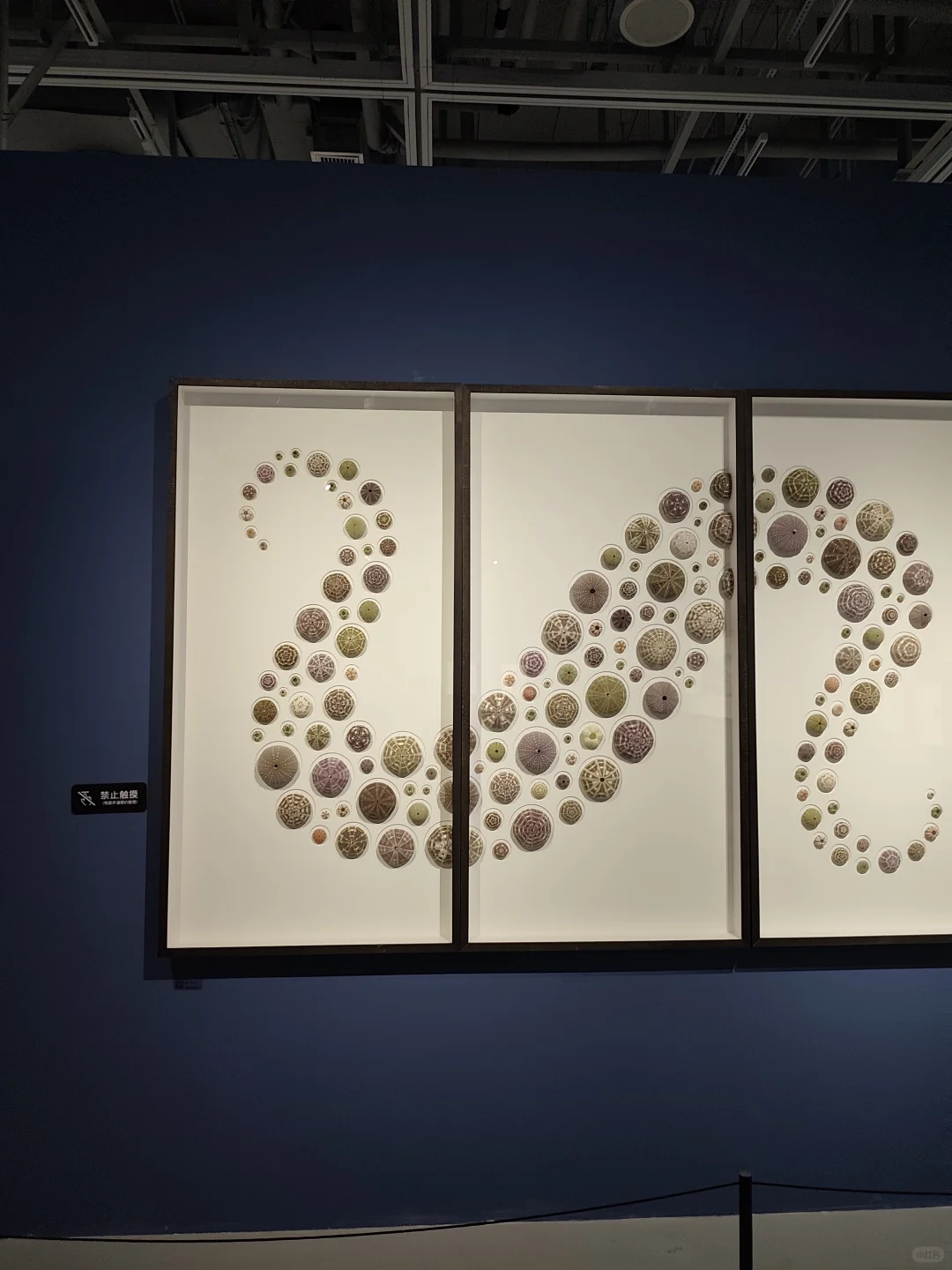 武汉看展闯进蓝紫色蝴蝶隧道!自然与