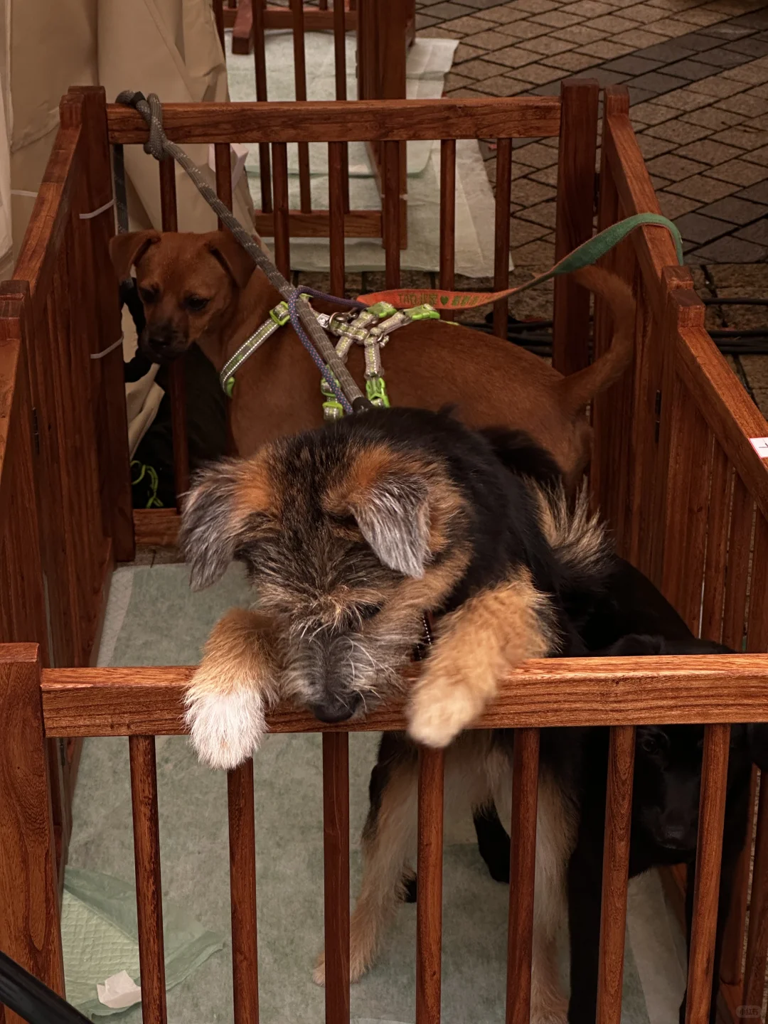 我在安高若运动展 根本停不下来