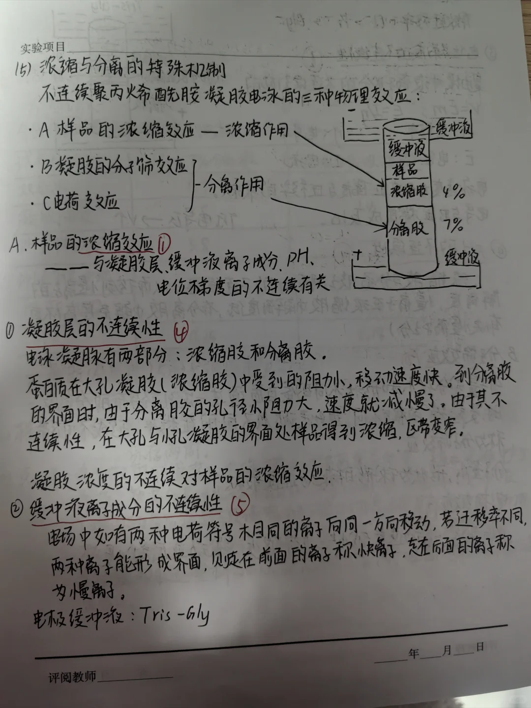 聚丙烯酰胺凝胶电泳分离血清蛋白